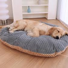 拒绝无效陪伴！科学「陪狗玩」攻略：提升狗狗身心健康