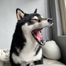 科技赋能狗狗成长：智能设备打造健康快乐汪星人