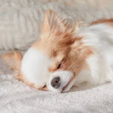 AI助力狗狗成长：个性化训练方案，提升运动表现