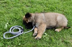 运动科学助力:让你的狗狗更长寿!探究狗能活到几岁的奥秘