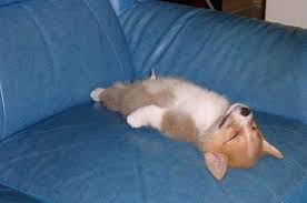 告别寿命焦虑:科学养护延长狗狗寿命,狗能活到几岁不再是难题!