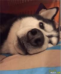 狗狗寿命大揭秘！影响宠物犬健康的运动科技盘点