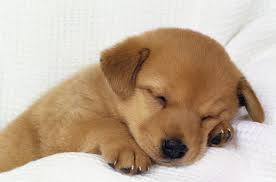 延长狗狗寿命的秘诀：饮食、运动与科技相结合的全面指南